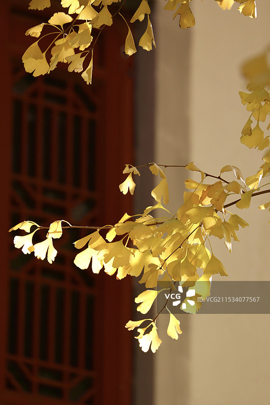 银杏黄了图片素材