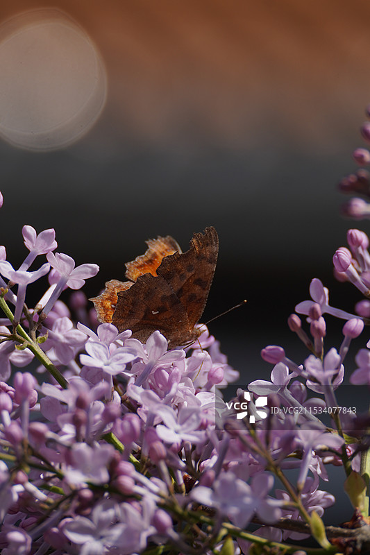 黄钩侠蝶图片素材
