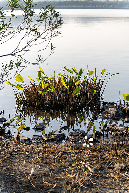石湖 水边植物图片素材