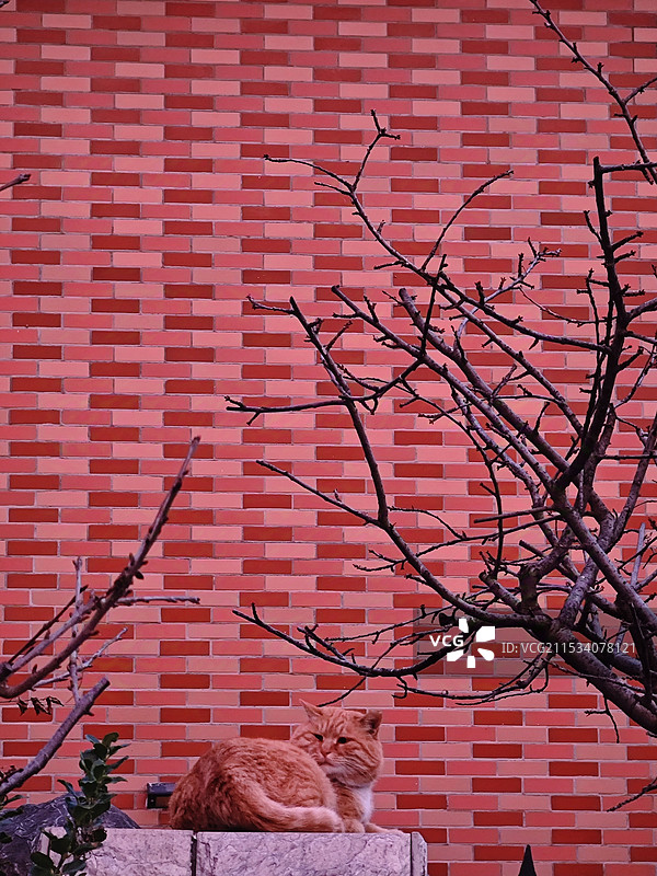 保护色-墙与橘猫融为一体图片素材
