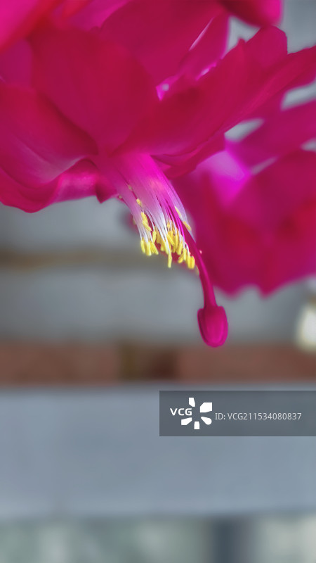 蟹爪兰美丽花朵特写屏保图片图片素材