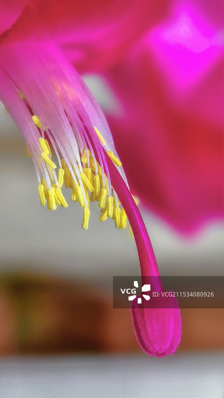 蟹爪兰美丽花朵特写屏保图片图片素材