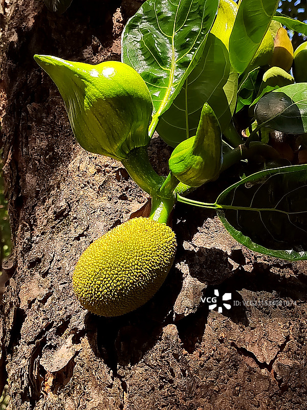 树干上水果的特写镜头（可爱的成长中的菠萝蜜）图片素材