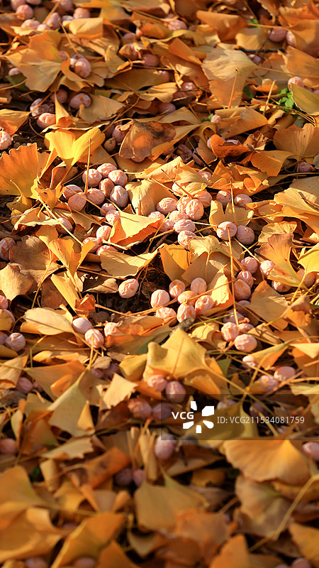 郑州 | 烈士陵园银杏林一树金黄图片素材