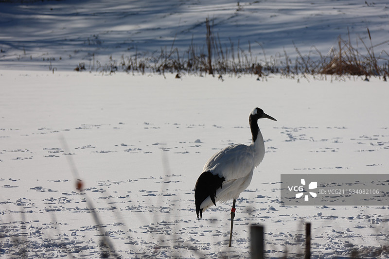 冬日鹤图片素材