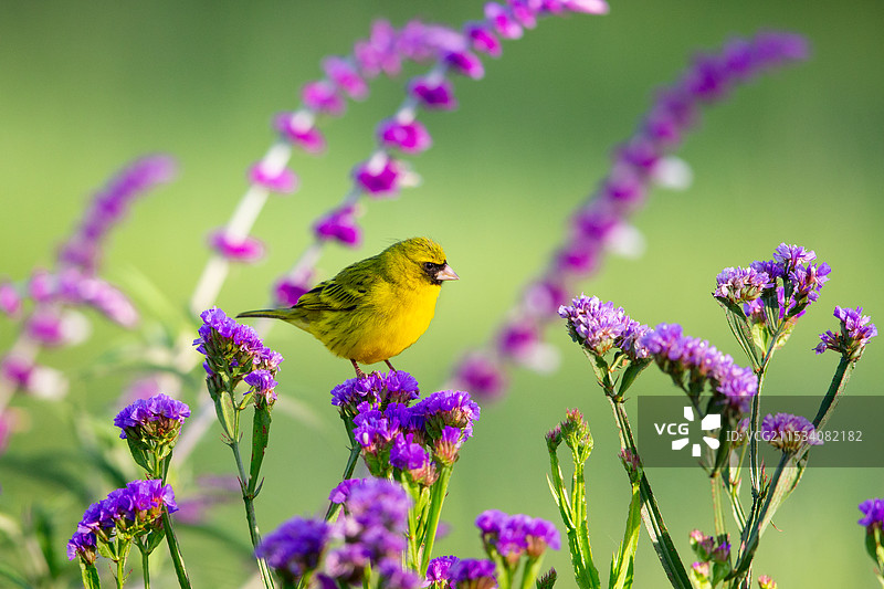 非洲丝雀图片素材