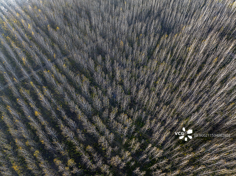 冬天杨树林自然风光图片素材