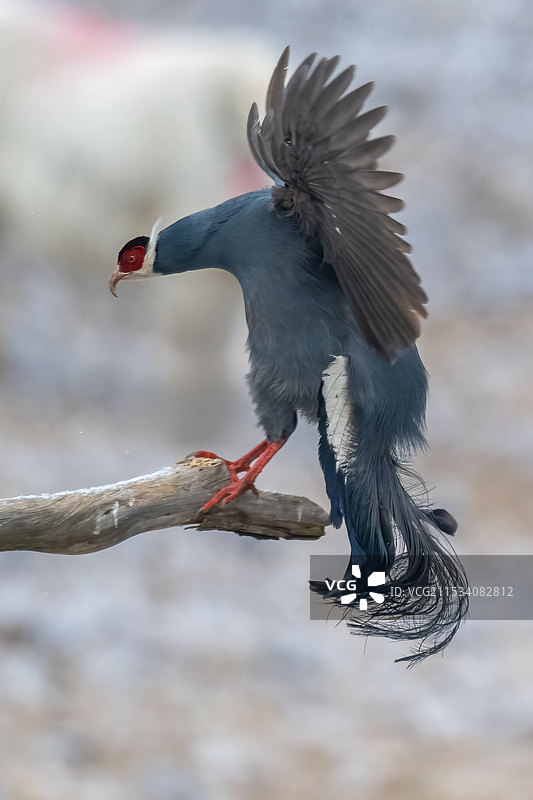 蓝马鸡图片素材