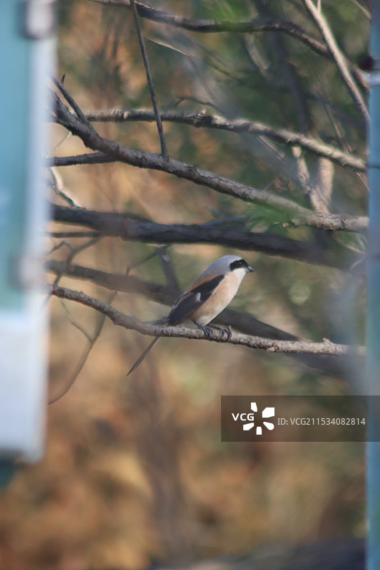 西溪观鸟图片素材