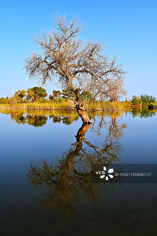 罗布人村寨的水中胡杨图片素材