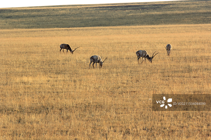 西藏阿里图片素材