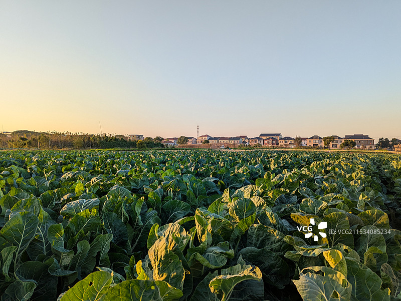 田地里生长着的卷心菜图片素材