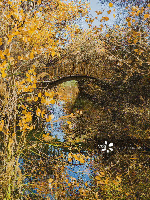 胡杨林里的小桥流水图片素材