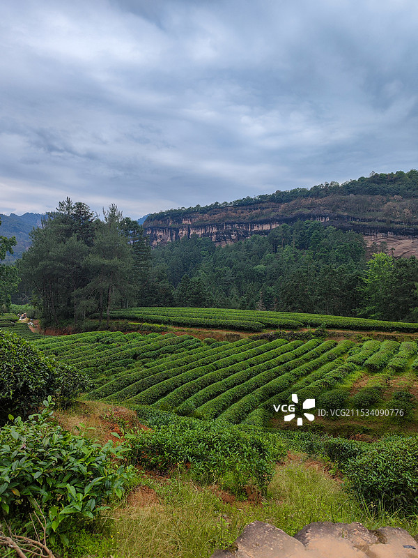 武夷山燕子窠茶山图片素材