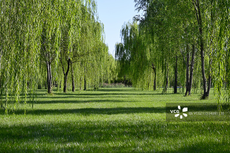 公园里草地上的杨柳树林，中国天津市宁河区七里海镇“七星岛湿地风景区”风光图片素材