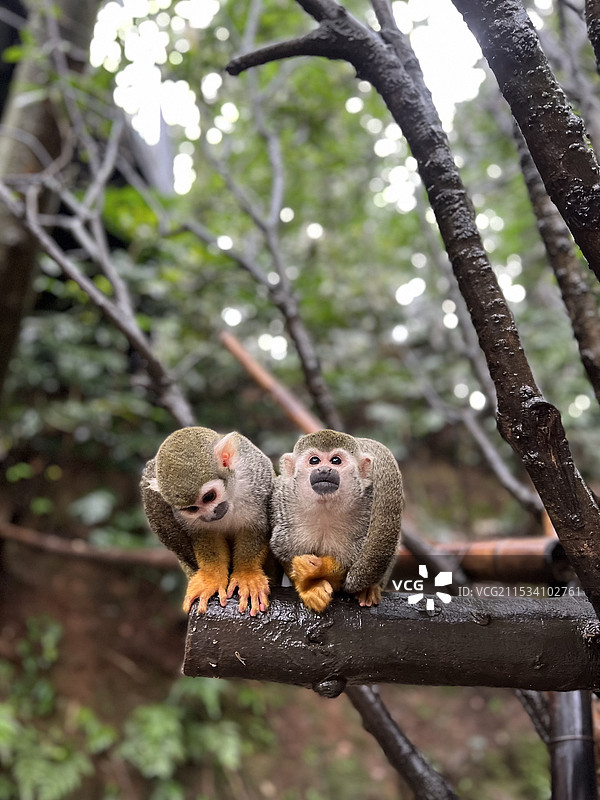 树上猴子的低角度视图图片素材