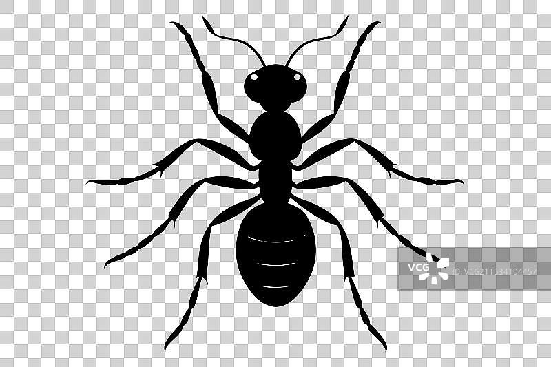 蚂蚁剪影图片素材