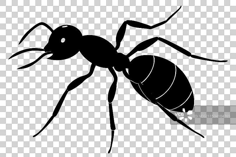 蚂蚁剪影图片素材