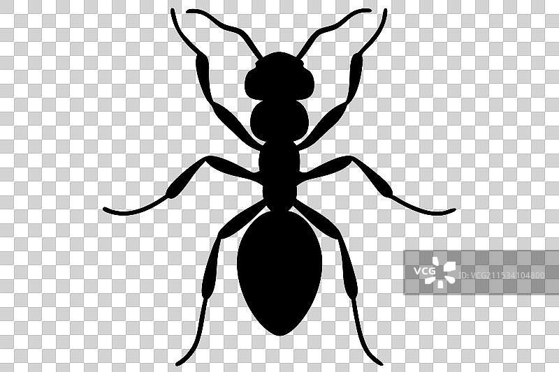 蚂蚁剪影图片素材