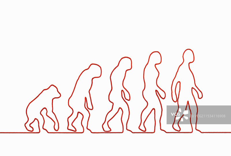 由一根线制成的猿类进化图图片素材