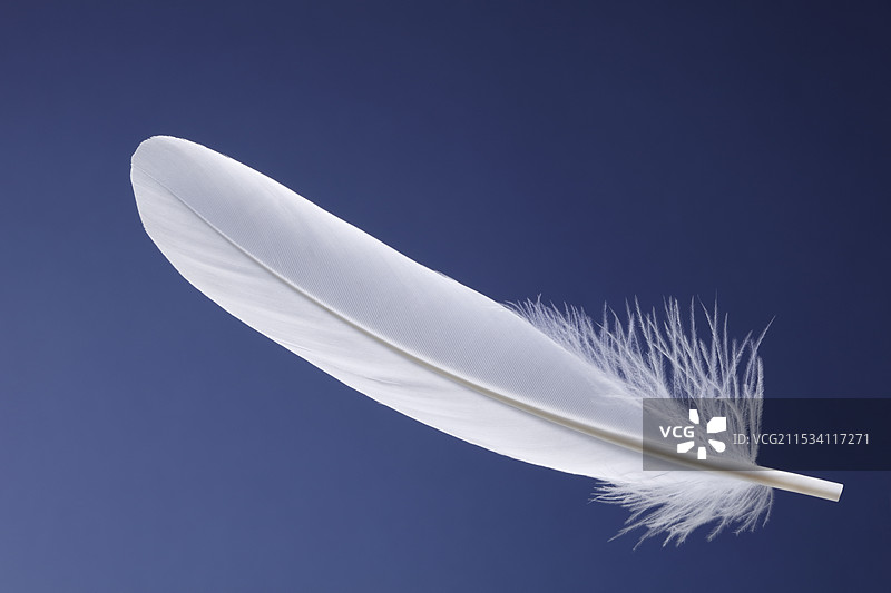 白色羽毛图片素材