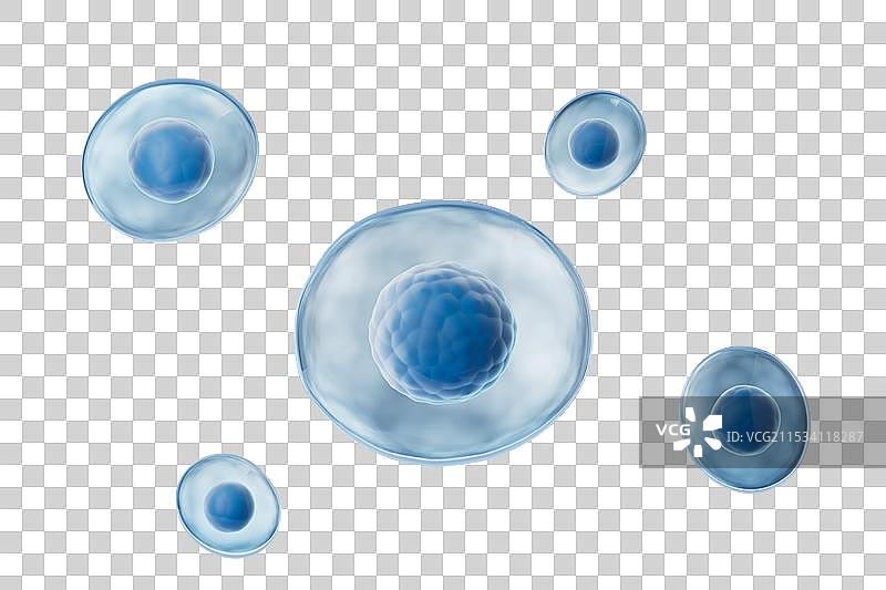 白色背景下的细胞与细胞核，3D渲染图片素材