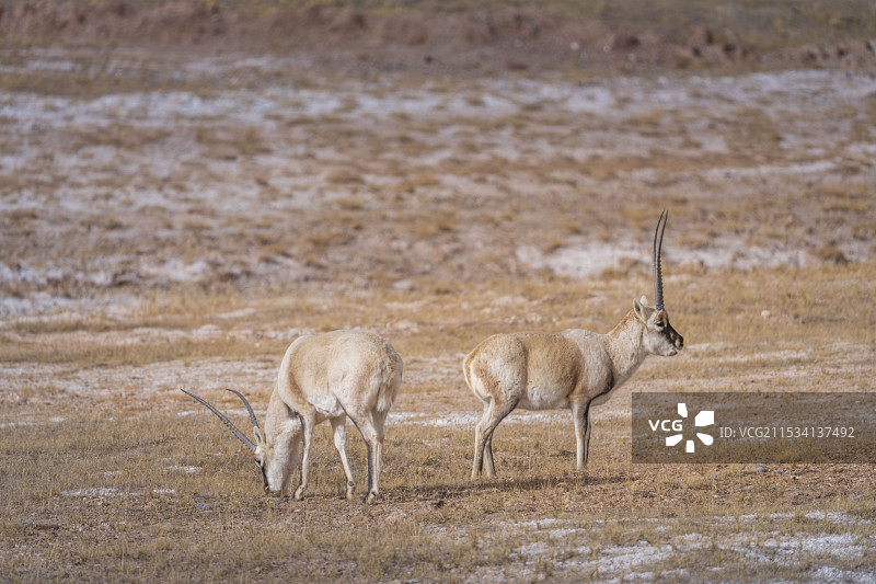 藏羚羊图片素材