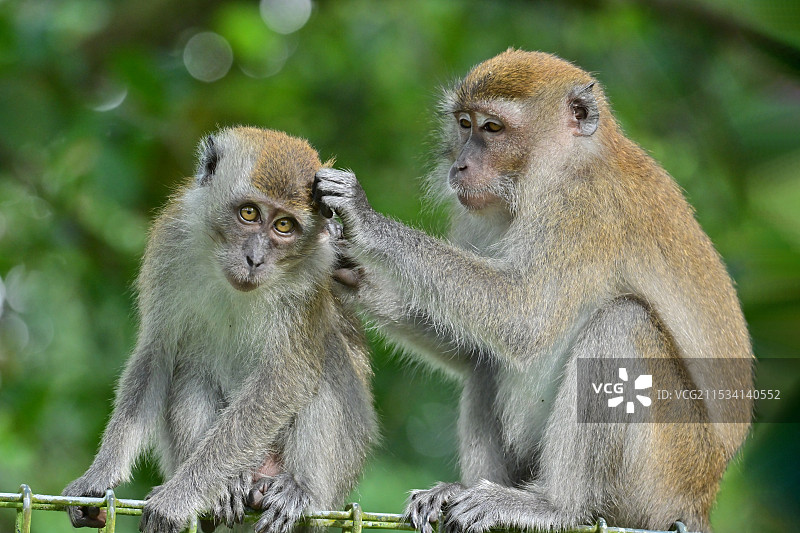相互清理毛发的长尾猕猴图片素材