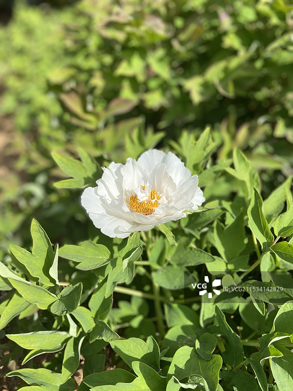 盛开的白牡丹图片素材