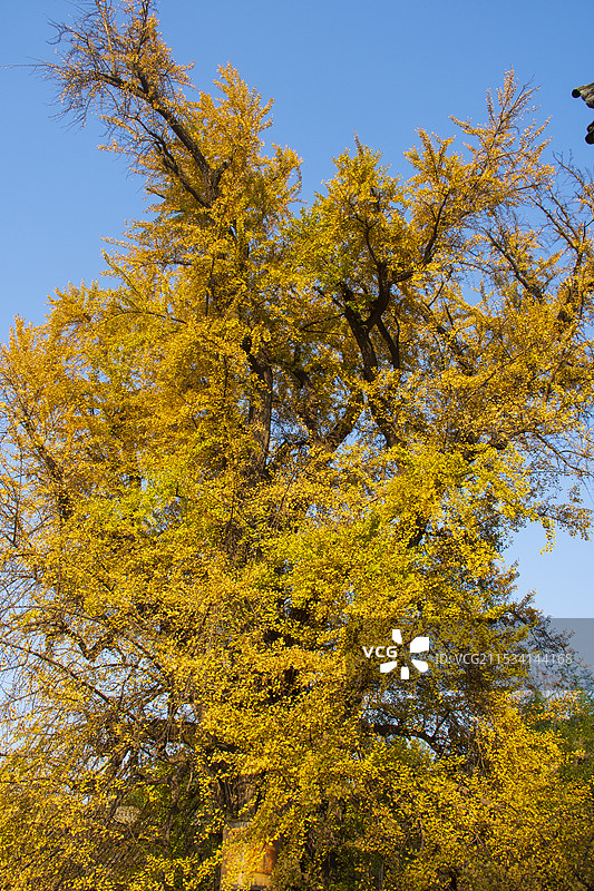 千年古银杏图片素材