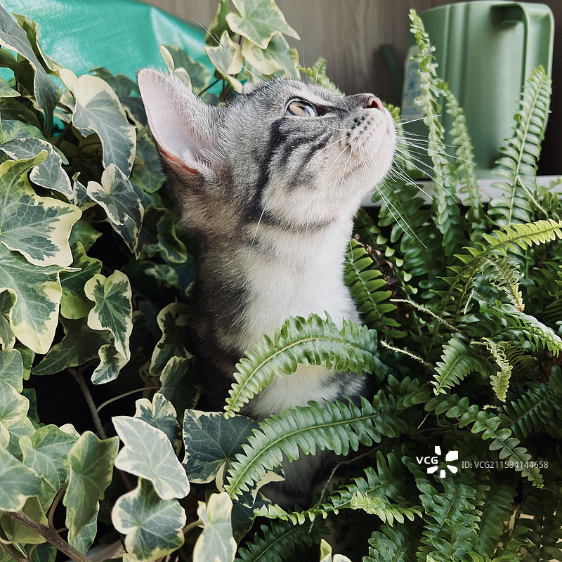 盆栽里的猫图片素材