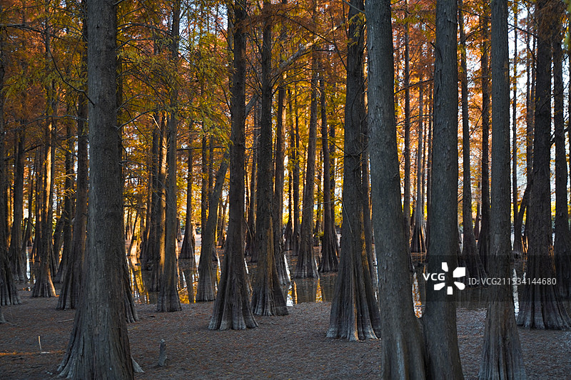 冬季落羽衫图片素材