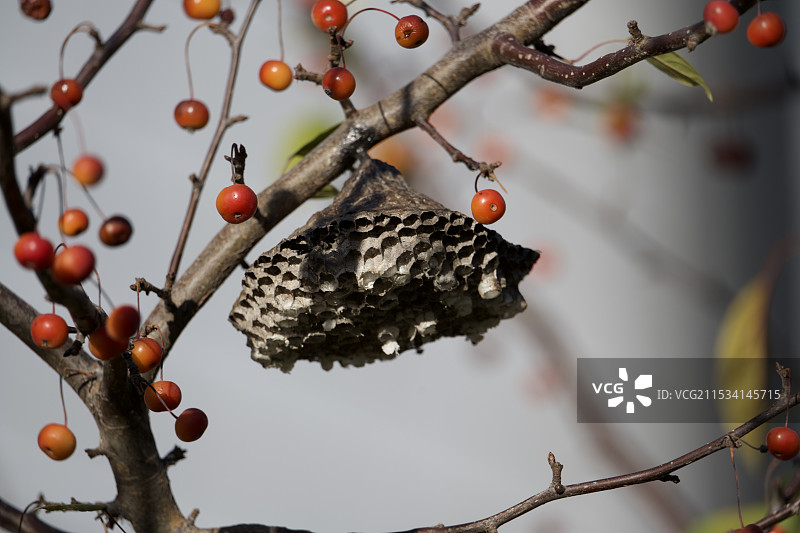 树上蜂巢的低角度视图图片素材