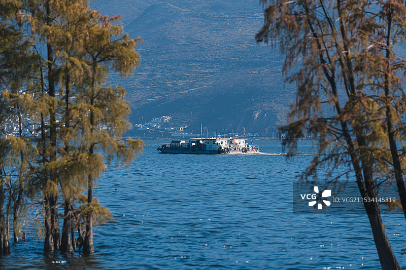 洱海边的水杉图片素材