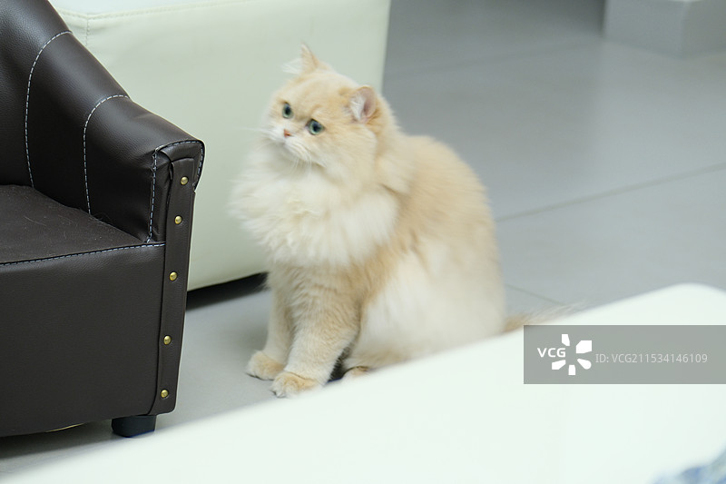 小猫咪，长毛焦糖蓝金猫图片素材