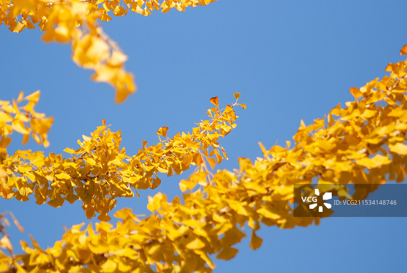 银杏叶图片素材