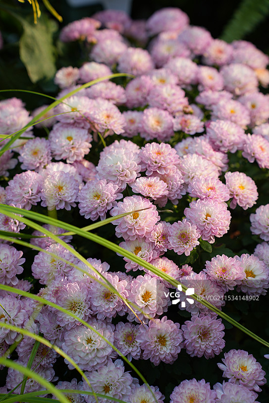 粉红色雏菊图片素材