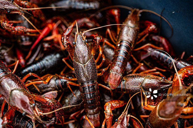 市面上出售的小龙虾特写镜头图片素材