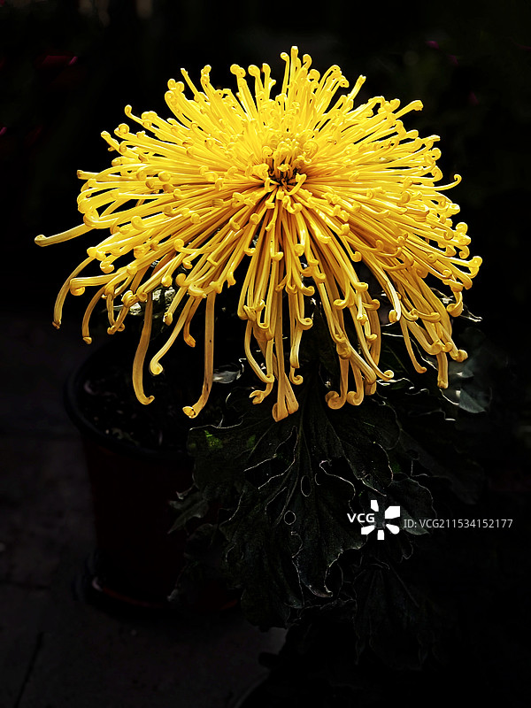 黄色菊花特写镜头图片素材