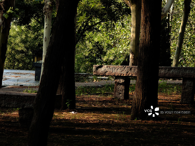 公园里的树与光影图片素材