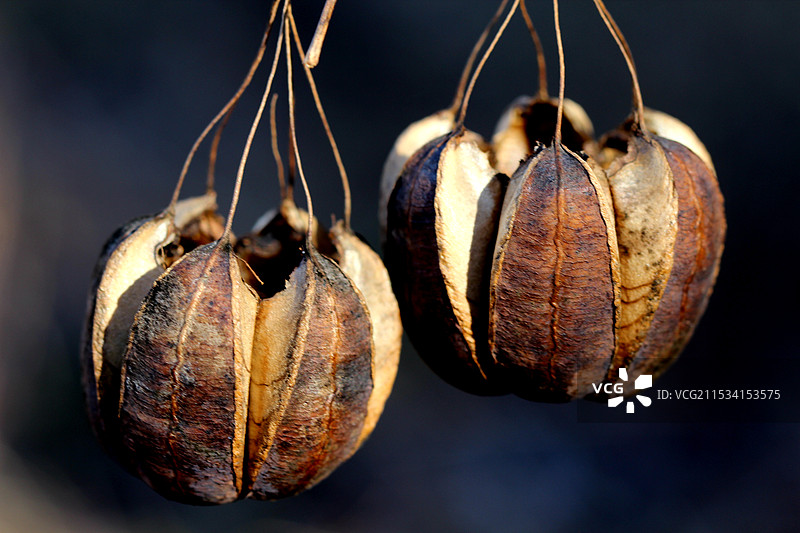 野生中药材马兜铃图片素材