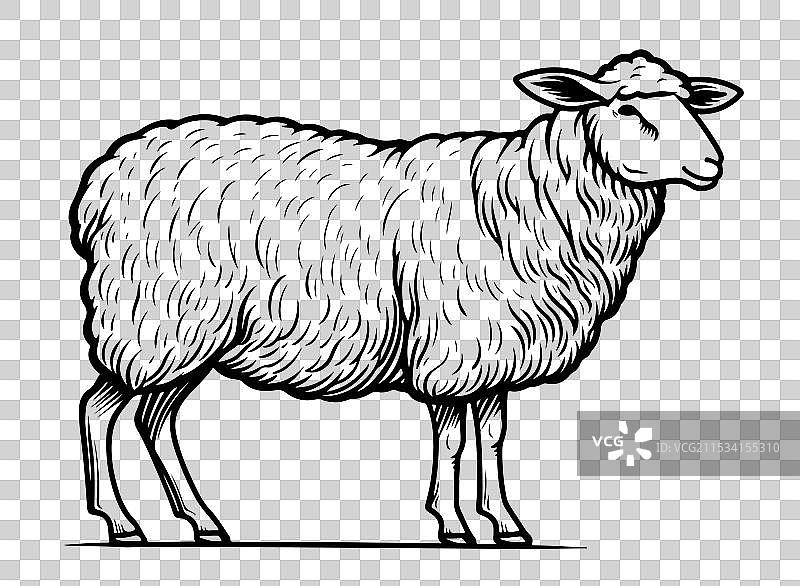 站立的羊，素描风格图片素材