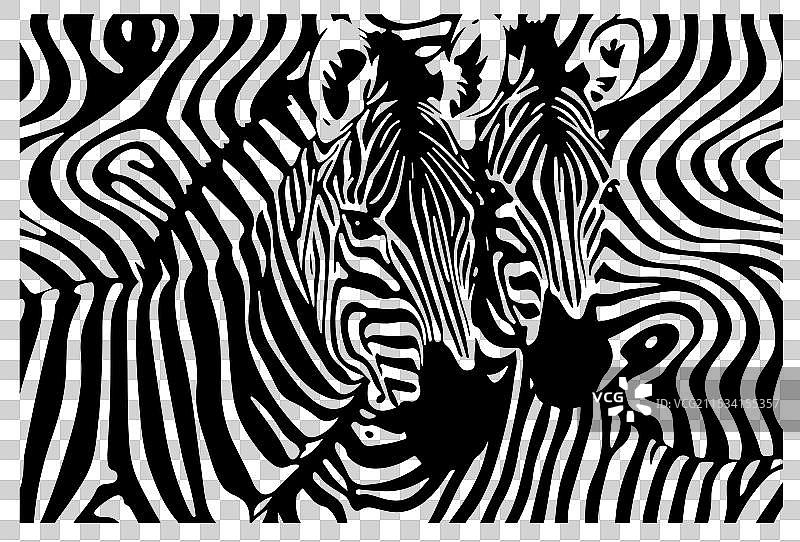 斑马 野生动物图片素材