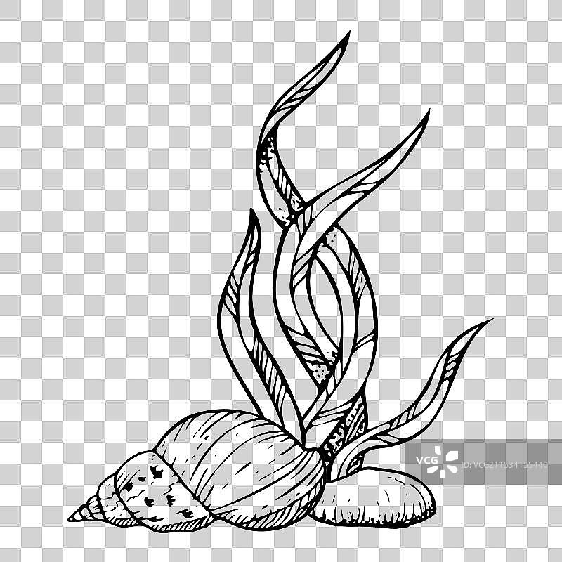 海底的螺旋贝壳、岩石和海藻图片素材