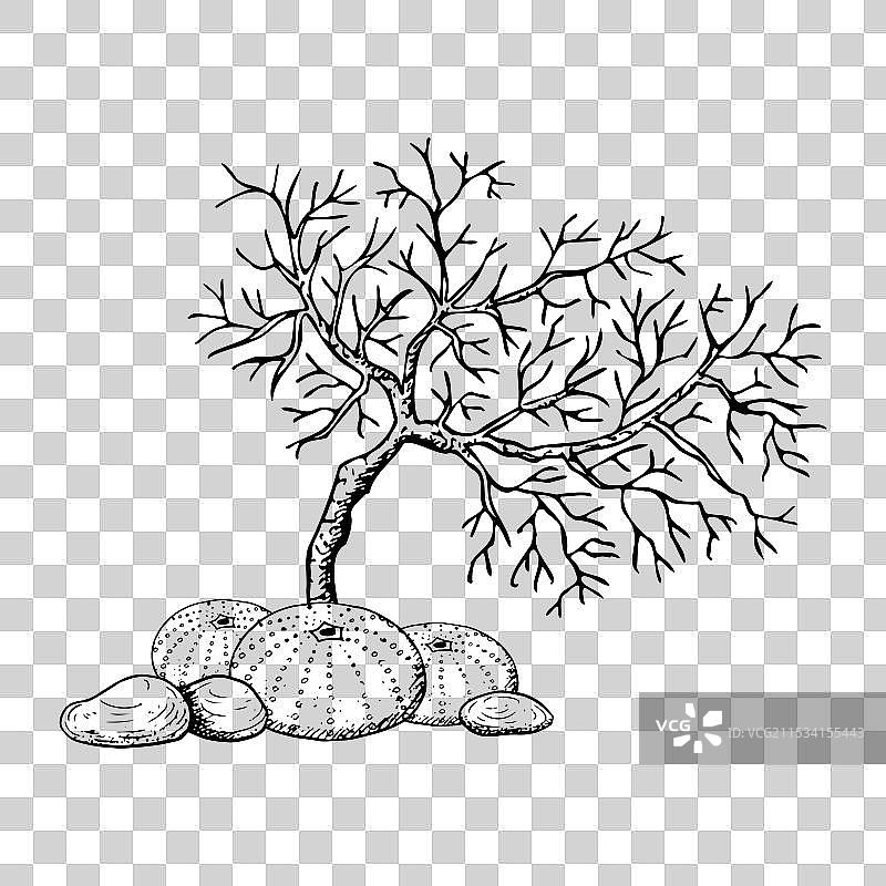 黑白珊瑚枝与海胆群落图片素材