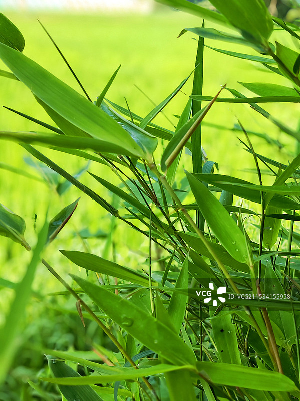 竹林生长的特写镜头图片素材