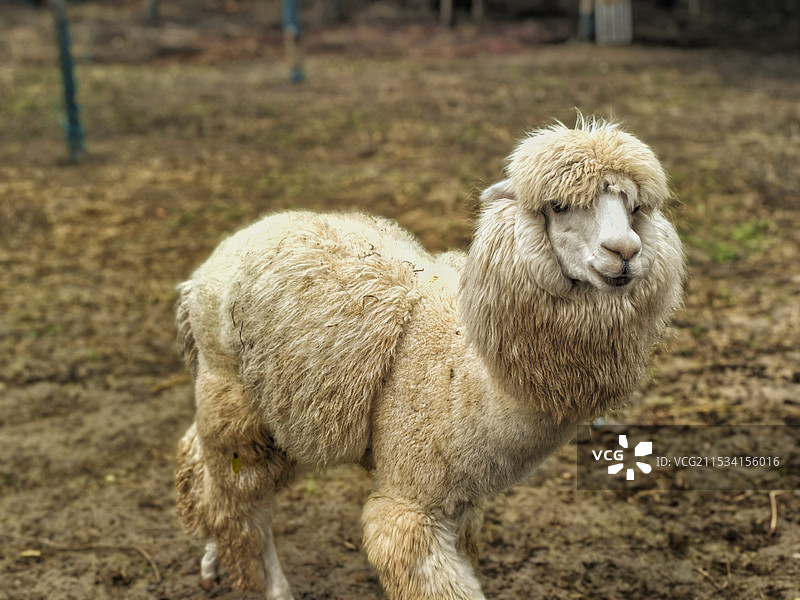 羊驼图片素材
