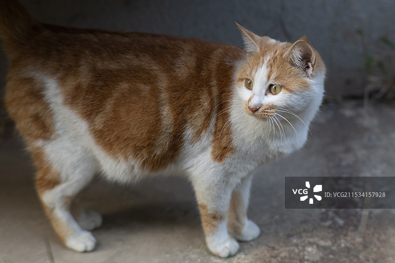 黄白色小猫图片素材