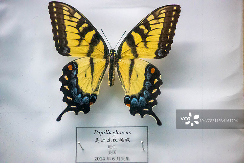 黑龙江博物馆收藏的蝴蝶标本图片素材