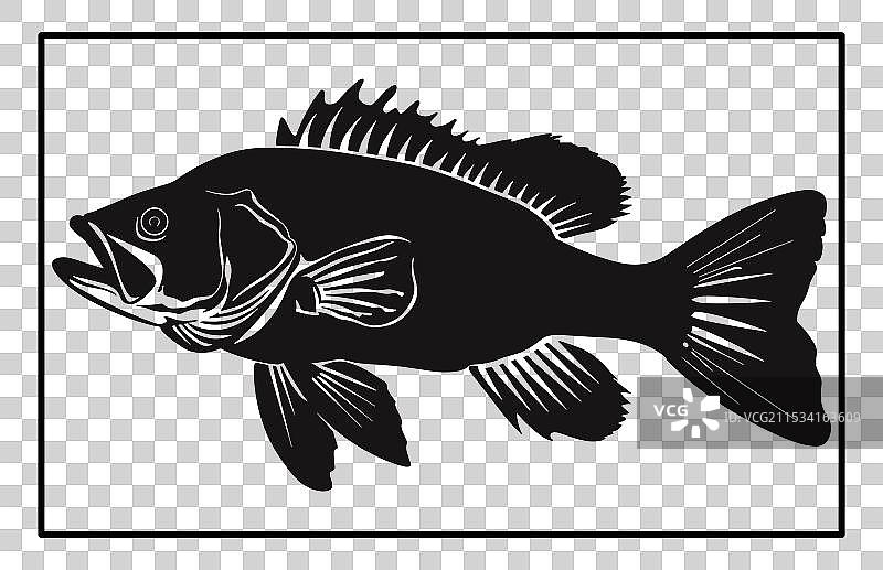 巴拉曼迪鱼轮廓图片素材